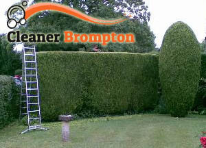 Hedge Maintenance Brompton